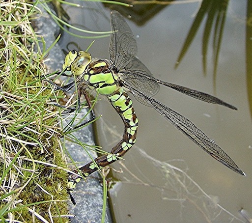 southern hawker